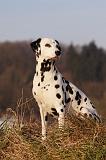 DALMATIEN 412